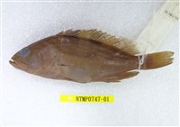 藏品(擬青石斑魚)的圖片